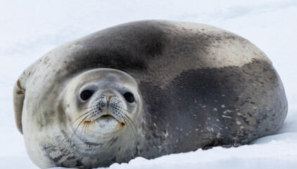 Weddell Seal on Iceberg in Antarctica