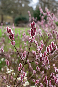 Salix gracilistyla known in Englash as rose-gold pussy. It's  a willo that is native to to Japan, Korea and China.