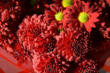 Beautiful, congratulatory, festive bouquet of red chrysanthemums. Lots of cute and nice red...