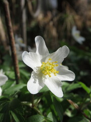 Zbliżenie na kwiat białego zawilca