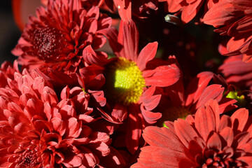 Beautiful, congratulatory, festive bouquet of red chrysanthemums. Lots of cute and nice red...