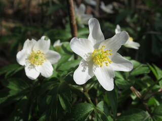 Fototapeta na wymiar Zbliżenie na kwiat białego zawilca