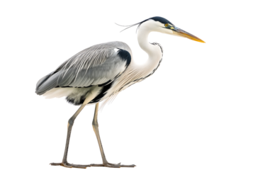 Gray Heron, birds of Montenegro isolated on a transparent background