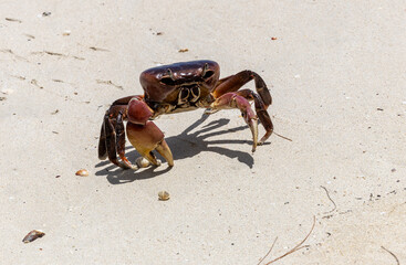 Red crab on sand beach, Mauritius Island