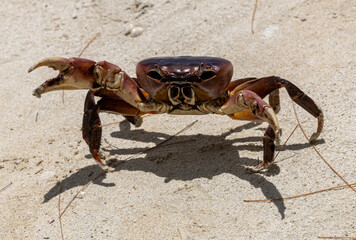 Red crab on sand beach, Mauritius Island