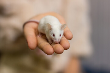 mouse in hand close-up