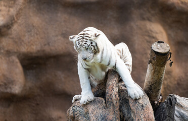 white tiger in a park