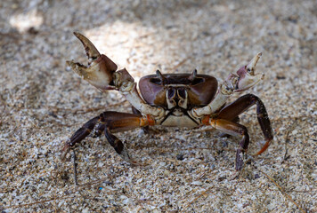 Red crab on sand beach, Mauritius Island