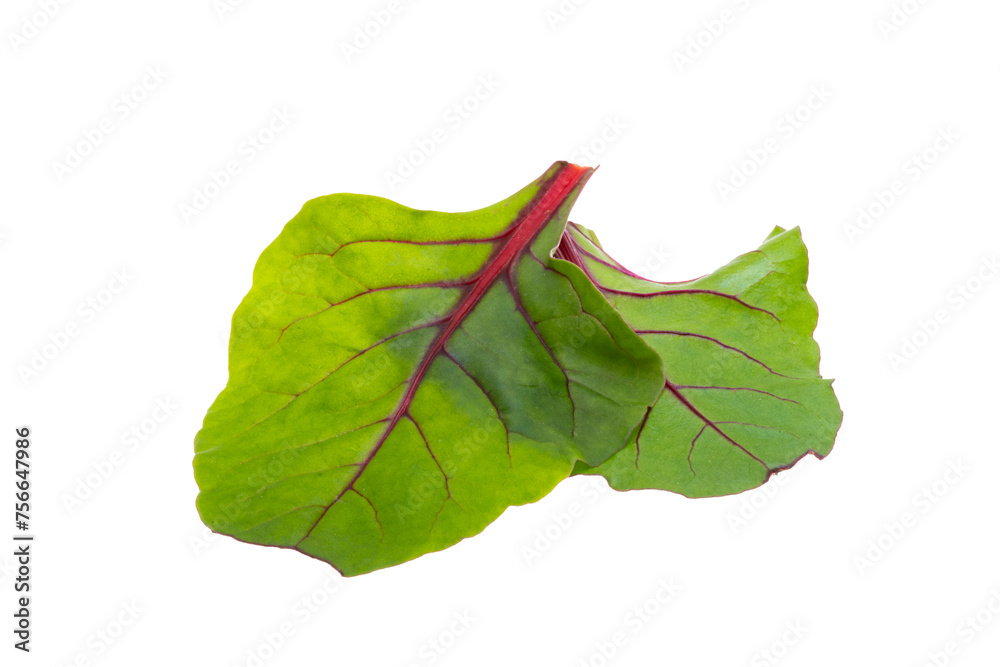 Poster lettuce leaf mix isolated