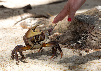 Red crab on sand beach, Mauritius Island