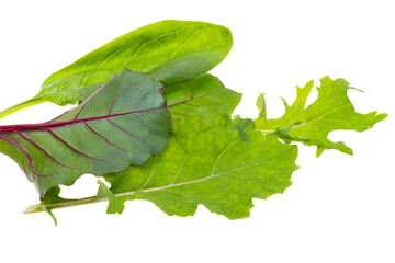 lettuce leaf mix isolated