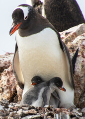 Gentoo Penguin with Chicks