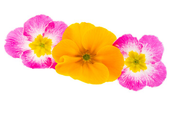 primrose flowers isolated