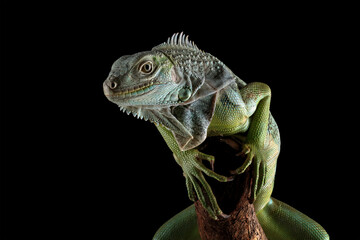 Colombian green iguana isolated on black	
