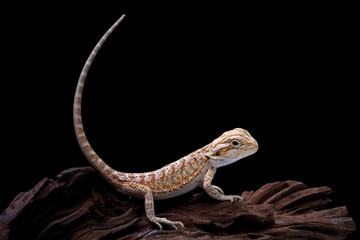 bearded dragon sitting on wood, cute lizard on black background, animals closeup	