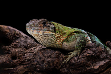 Ctenosaura similis lizard closeup on wood, beautiful lizard skin, animals closeup