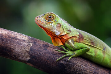 red green iguana on a branch
