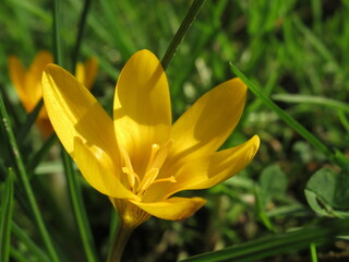 Zbliżenie na żółty kwiat krokusa