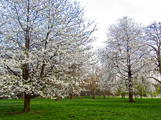 Fototapeta premium Sweet cherry trees, Prunus Avium, covered in delicate white blossoms in early spring in the United Kingdom.