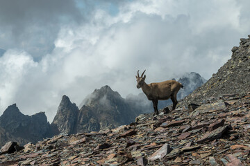 Bouquetin en  été ,, chaîne de Belledonne , Isère Alpes France