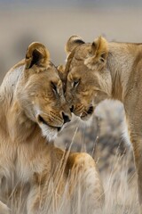 lion pair close up headshot. lion love couple