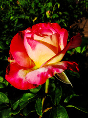 A double pink and yellow rose variety.