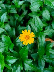 yellow flower in the garden