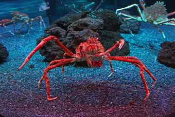 crab in aquarium