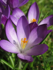 Zbliżenie na kwiaty fioletowych krokusów