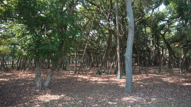 Slow motion video, Great Banyan tree,Ficus benghalensis,at Acharya Jagadish Chandra Bose Botanic Garden, Shibpur,Howrah,India. Largest tree specimen in the world in the Guinness Book of World Records.