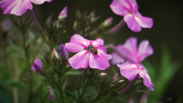 A Flower Fly pollinates some pink purple summer garden flowers in nature video 