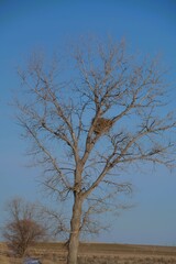 bird nest high in the tree