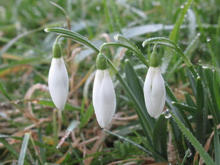 Zbliżenie na kwiaty rośliny z gatunku Galanthus © Kumulugma