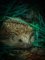 hedgehog in the grass © kriszti
