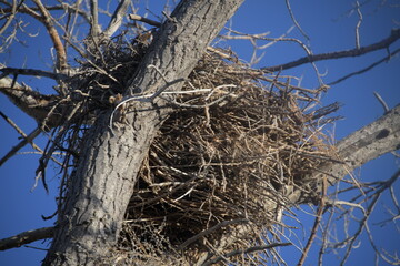 bird nest