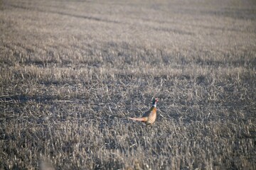 pheasant in the field