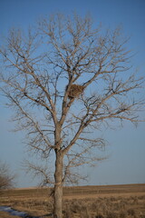 large nest high up in the tree