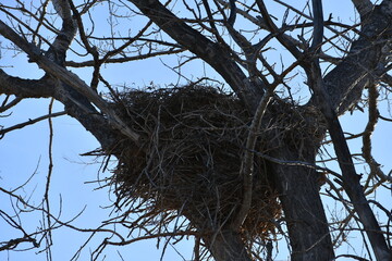 nest on tree