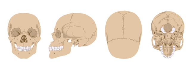 Anatomical view of human skull, for medical and scientific illustration