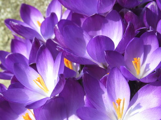 Zbliżenie na kwiaty fioletowych krokusów
