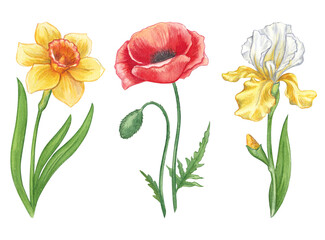 Set of garden flowers. Watercolor hand drawn illustration of spring flowers. Narcissus, poppy and yellow iris. Bright illustrations for the design of wedding invitations and cards.