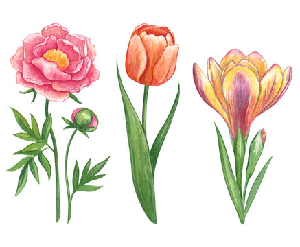 Set of garden flowers. Watercolor hand drawn illustration of spring flowers. Peony, crocus, tulips. Bright illustrations for the design of wedding invitations and cards.