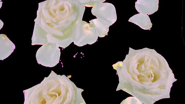 Flowers and petals of white roses float in water. Drops of water drip onto roses and the surface of the water. Alpha channel included.