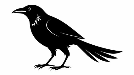 Obraz premium caw sillenite on white background