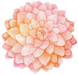 Pink dahlia flower watercolor style for Decorative Element