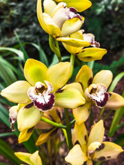 Flowers of an yellow cymbidium orchid in open air - obrazy, fototapety, plakaty