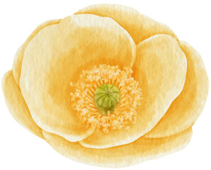Yellow poppy flower watercolor style for Decorative Element