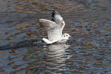 A young black-headed gull (Larus ridibundus) lands on the water. - 756663335