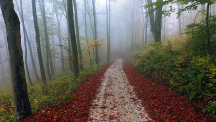Autumn foggy road in magic forest landscape. - 756663702