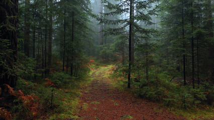 Magical fairy tale path in lovely foggy woodland.